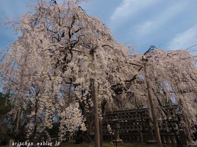 大石神社の枝垂れ桜＠京都の桜_f0295238_17451522.jpg
