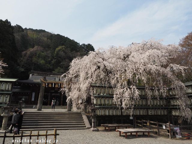 大石神社の枝垂れ桜＠京都の桜_f0295238_17464114.jpg