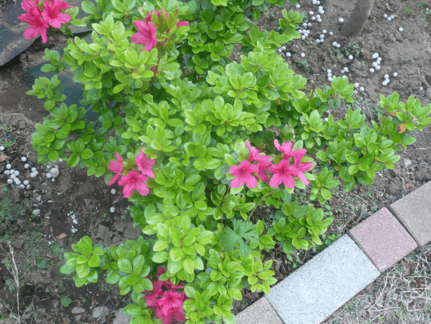 c0365341_20344067.gif