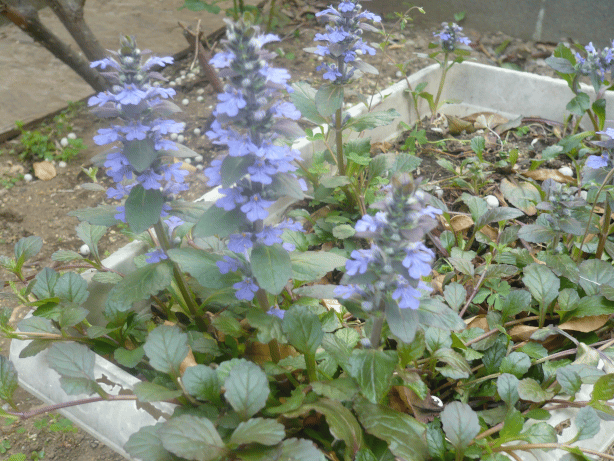 c0365341_20354916.gif