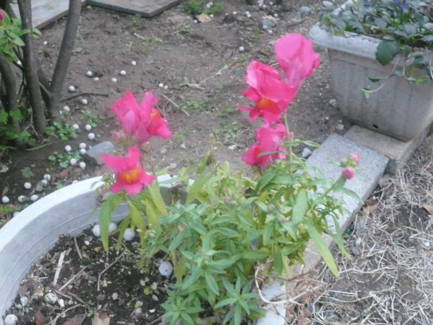 c0365341_20361905.gif