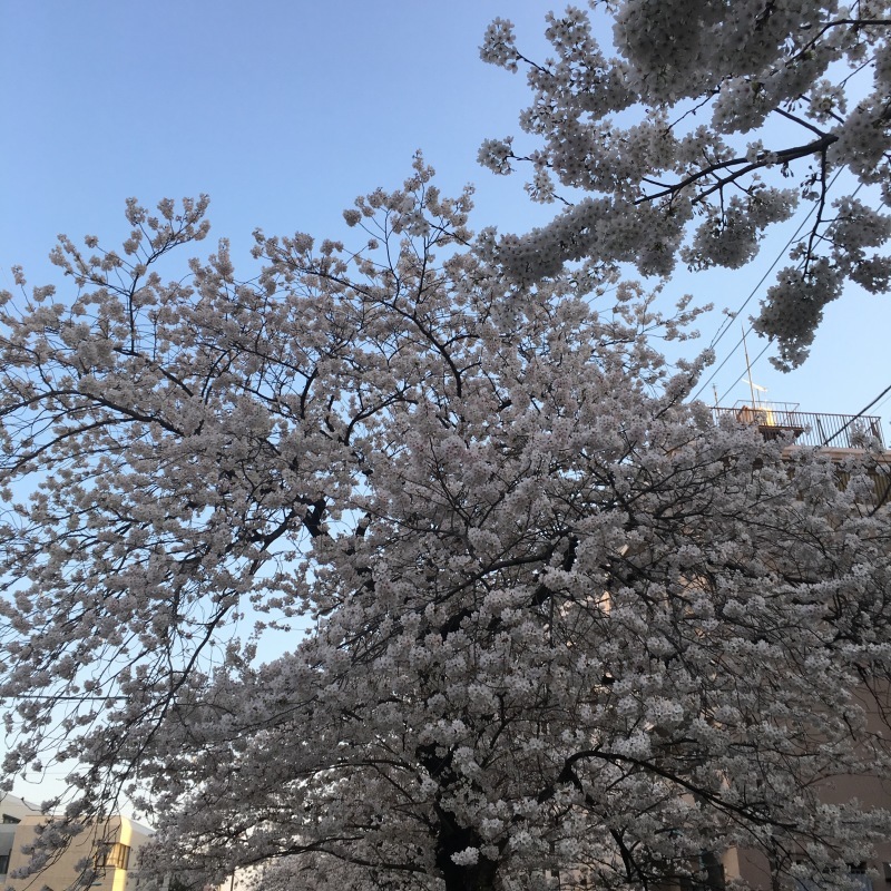 今年の桜の写真_a0286742_23023794.jpg