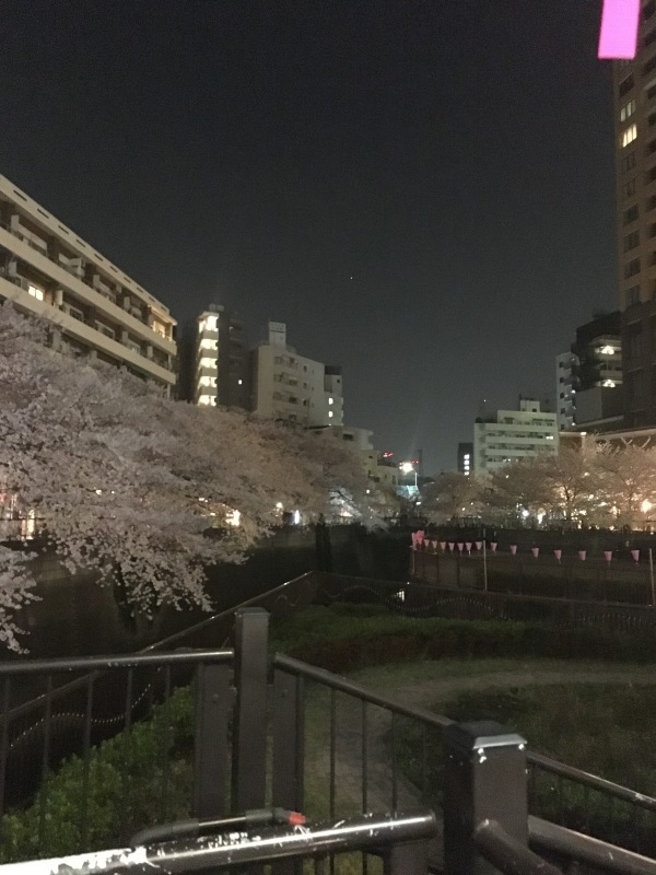 今年の桜の写真_a0286742_23051705.jpg