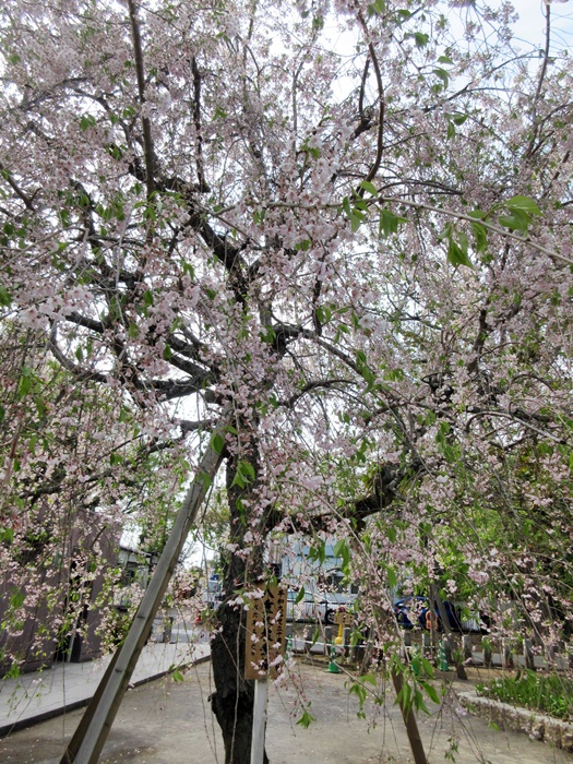 成田山新勝寺②【18きっぱー最終回】_b0009849_13415884.jpg