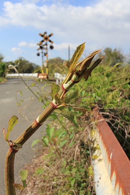 a0335853_10035330.jpg