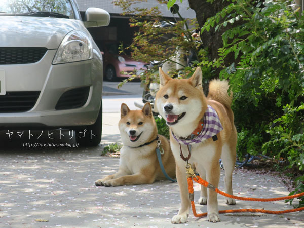 パン屋さんと柴犬 Yamatoのひとりごと パン屋さんと柴犬 Yamatoのひとりごと