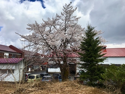 今日の桜ベスト３_a0346455_17042474.jpeg