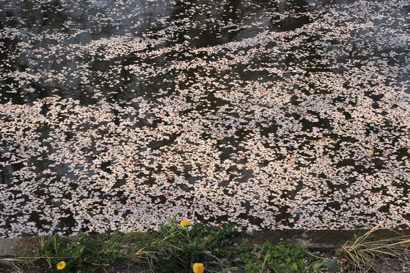 a0167759_17473587.jpg