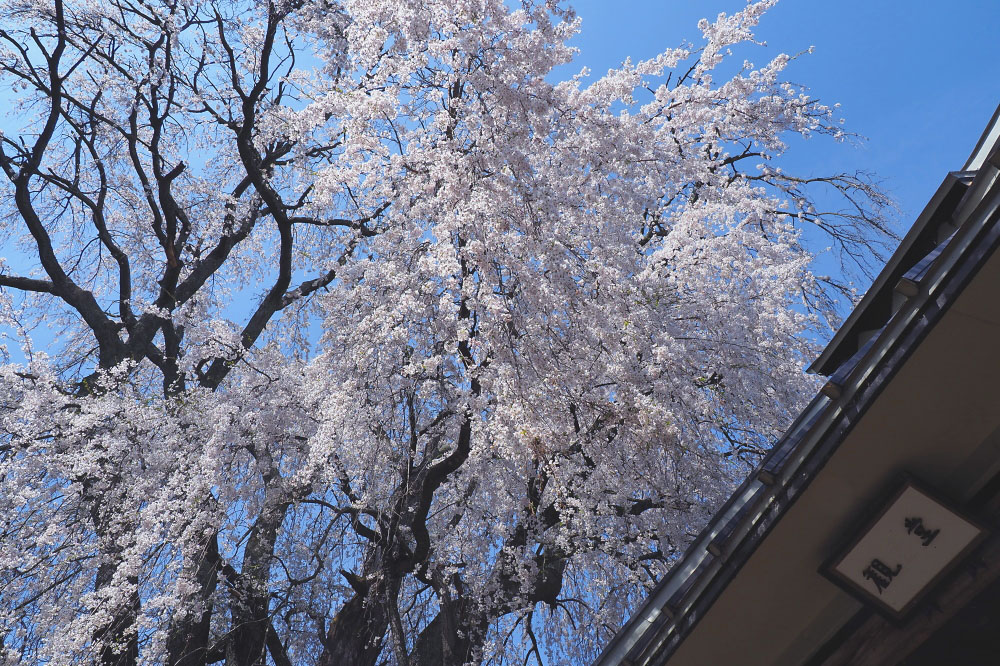 安曇野の桜 その３_b0140765_20394692.jpg