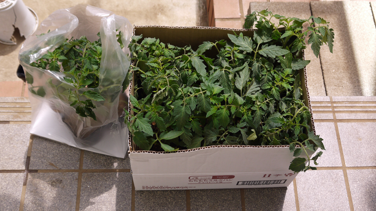 トマト、ナス、ピーマンの苗など4日連続植え付け4・9～12_c0014967_21264151.jpg
