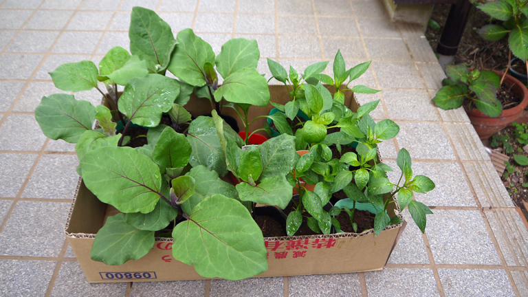 トマト、ナス、ピーマンの苗など4日連続植え付け4・9～12_c0014967_21390126.jpg