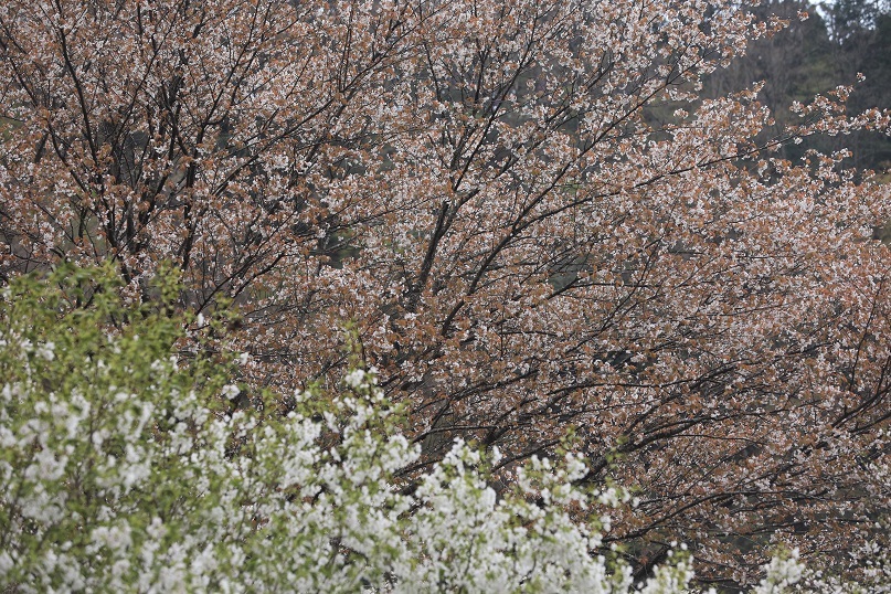 e0304170_18575505.jpg