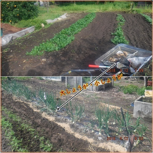 一輪車は可燃ごみ場行き　畑行き「しょうがの植え付け」_d0007071_13015648.jpg