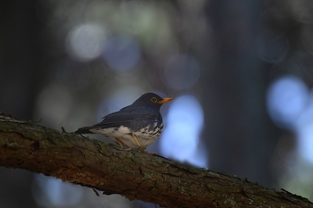 クロツグミは地鳴き_f0053272_22522189.jpg
