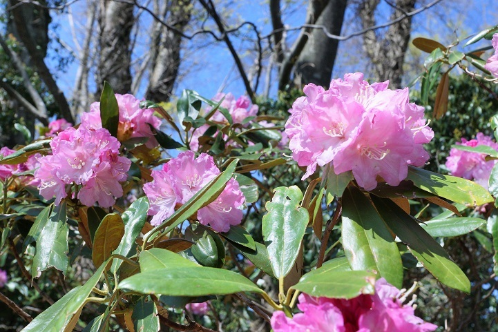 阿蘇野草園のシャクナゲ_c0248473_17140903.jpg