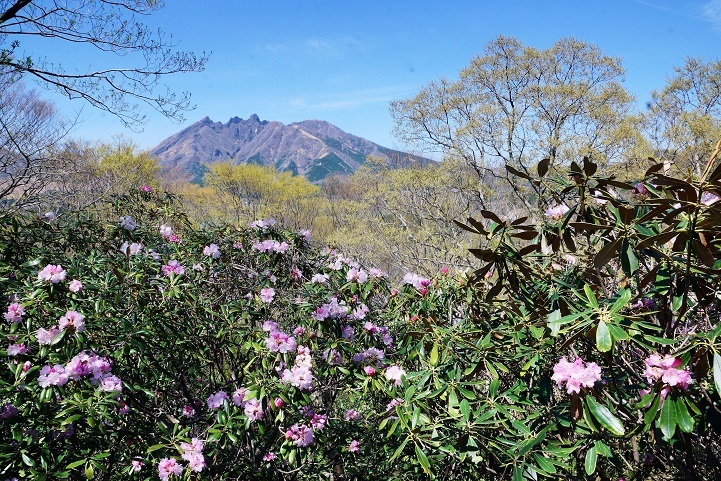 阿蘇野草園のシャクナゲ_c0248473_17145049.jpg