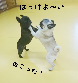 はっけよ~いのこった!_f0357682_11565424.jpg