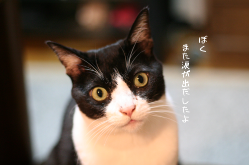 a0216583_21195629.png