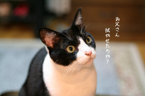 a0216583_21200381.png