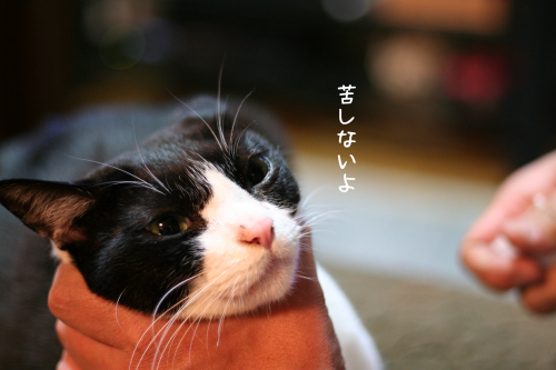 a0216583_21340501.png