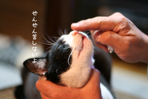 a0216583_21341227.png
