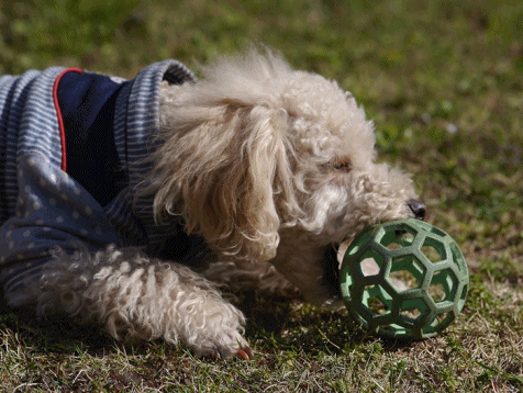 b0175688_20383668.gif
