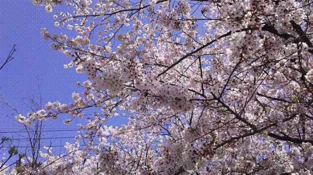 e0199691_01082196.gif