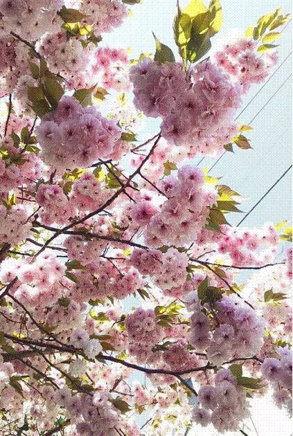 e0199691_01082495.gif