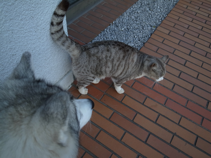 c0049299_22334659.jpg