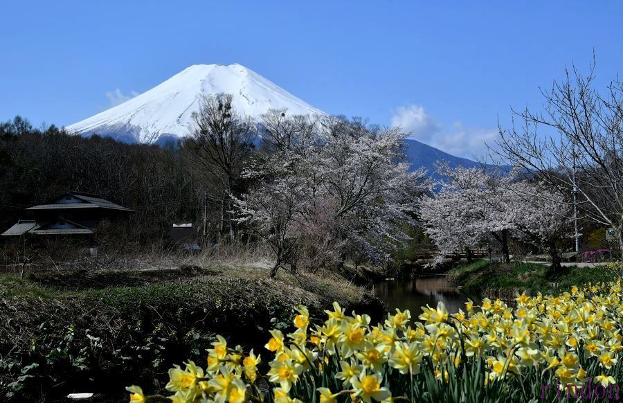 富士山と桜　忍野_c0315700_16262482.jpg