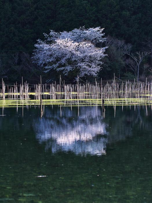 矢口湾の桜②_d0020300_07112285.jpg