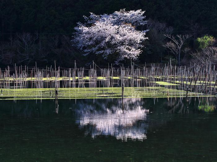 矢口湾の桜②_d0020300_07154089.jpg