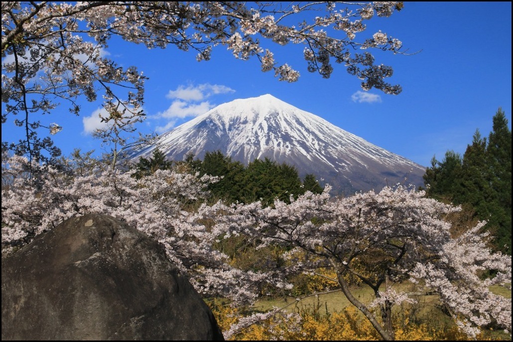 富士桜自然墓地公園のさくら 富士山大好き 写真は最高 富士桜自然墓地公園のさくら 富士山大好き 写真は最高