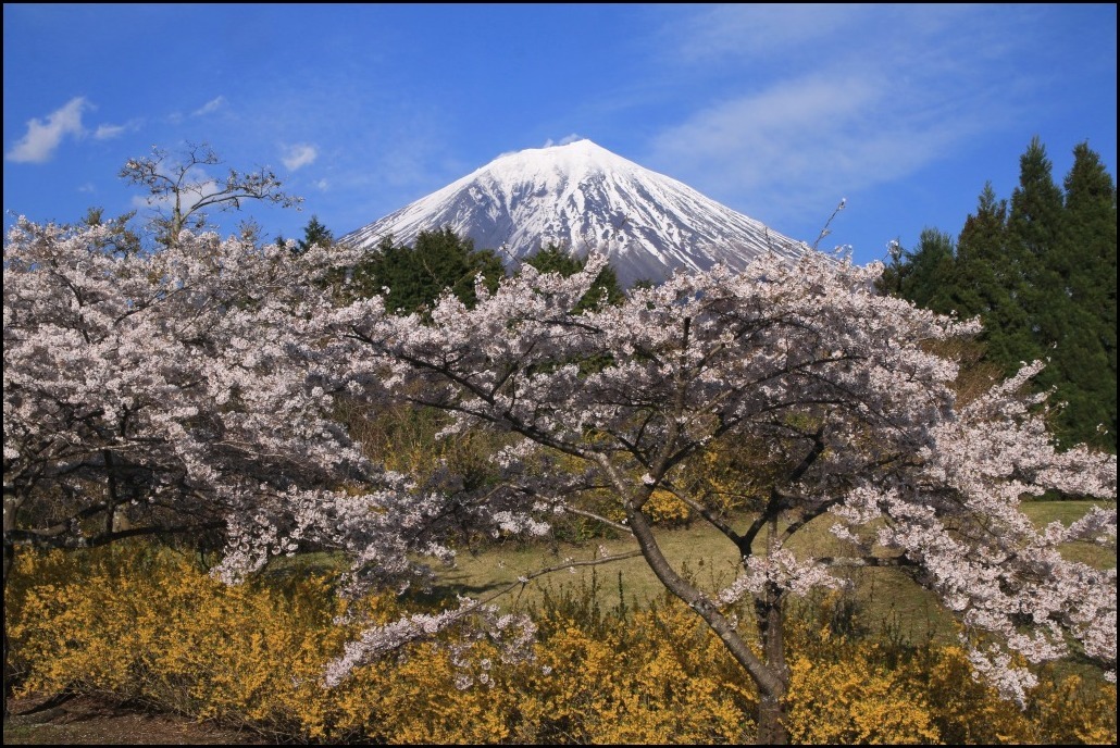 富士桜自然墓地公園のさくら 富士山大好き 写真は最高 富士桜自然墓地公園のさくら 富士山大好き 写真は最高