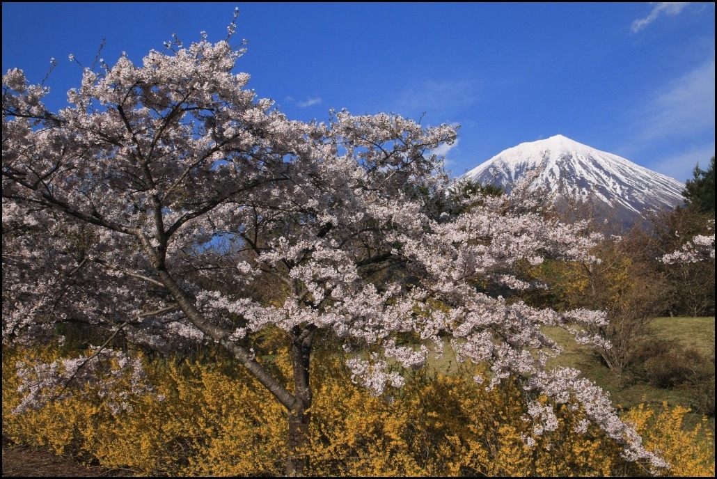 富士桜自然墓地公園のさくら 富士山大好き 写真は最高 富士桜自然墓地公園のさくら 富士山大好き 写真は最高