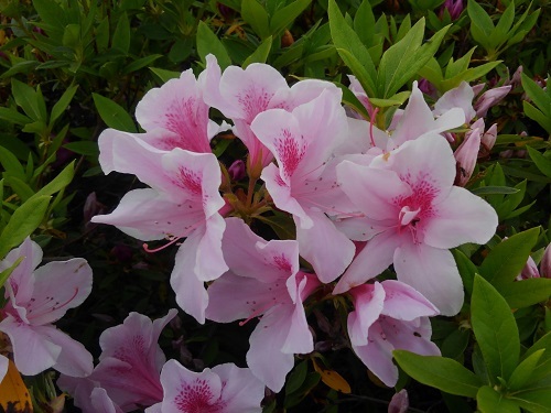 e0360409_16191151.jpg