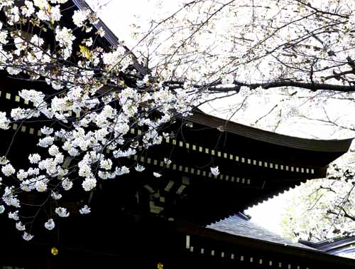 新宿　熊野神社の桜　（３月２６日）_a0023315_23161954.jpg