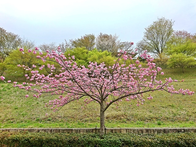 花見 八重桜編_e0359418_16202949.jpg