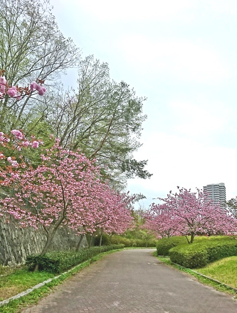 花見 八重桜編_e0359418_16221578.jpg