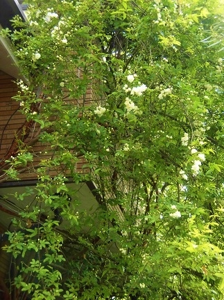 c0204121_21484370.jpg