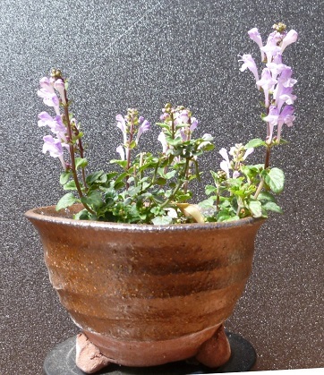 f0000521_08550938.jpg