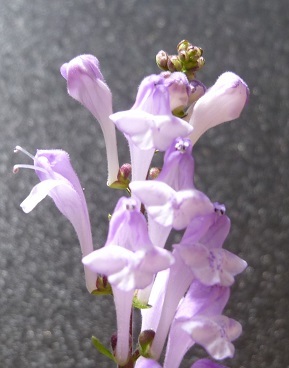 f0000521_08552370.jpg