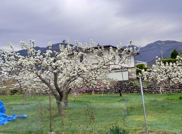 d0066822_12265077.jpg