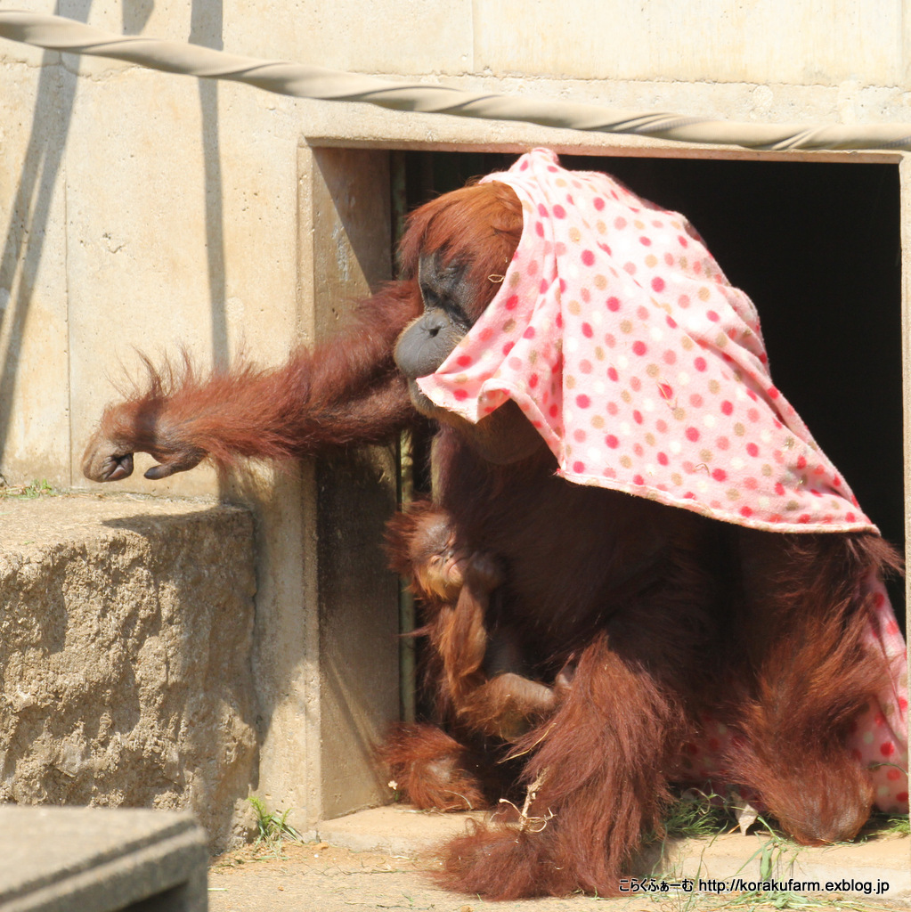 市川のオランウータン赤ちゃん その１ こらくふぁーむ