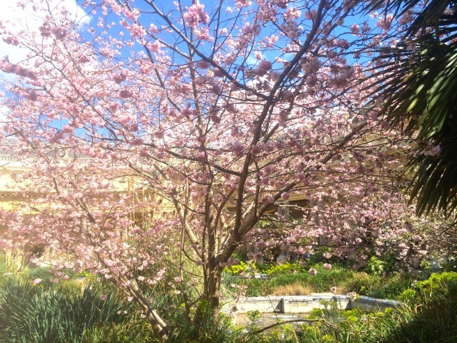 パリの桜新名所　〜　フランス国立図書館、パリ植物園、プチパレetc_a0231632_03265064.jpg