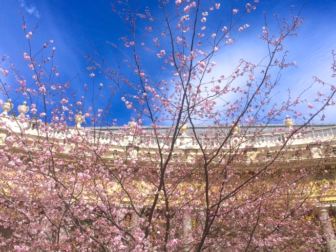 パリの桜新名所　〜　フランス国立図書館、パリ植物園、プチパレetc_a0231632_03305721.jpg