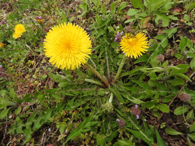f0118332_00351819.jpg