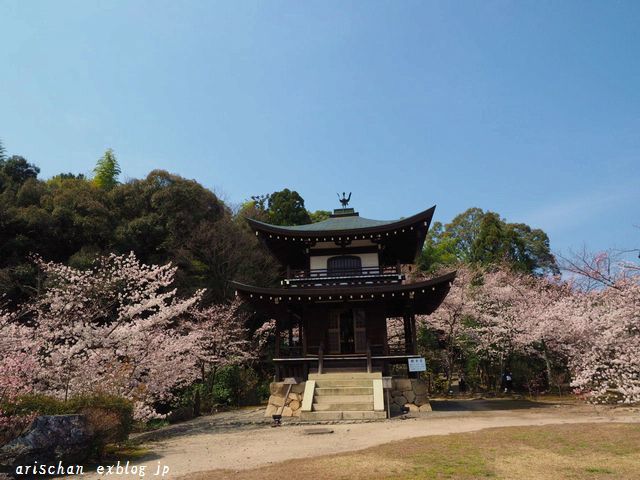 勘修寺の桜＠京都の桜_f0295238_14555921.jpg