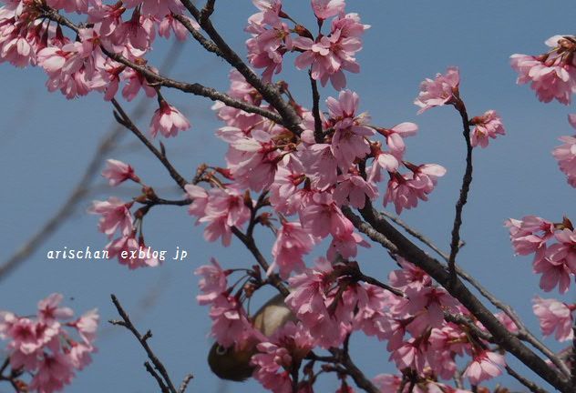 勘修寺の桜＠京都の桜_f0295238_14584944.jpg