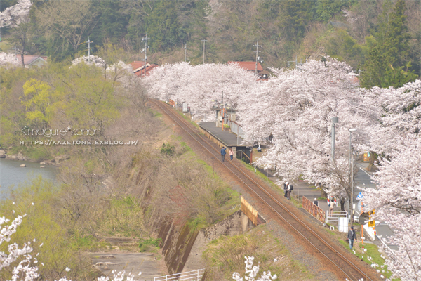 Sakura*memorys①**追憶の桜駅_b0197639_21355430.jpg